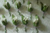Close-up view of Boutonnieres
